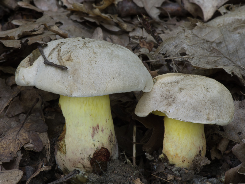 Boletus radicans